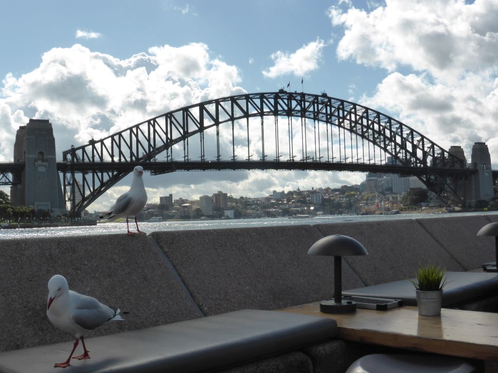 Seagalls at the Lower Concourse of the Sydney Opera House, with a view on the Sydney Cove and the Sydney Harbour Bridge