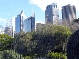 Trees at the northwest side of the Royal Botanic Gardens, with a view on the skyscrapers in the city center