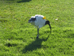 Australian White Ibis at the grassland at the Royal Botanic Gardens