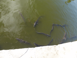 Freshwater Eels in the Main Pond at the Royal Botanic Gardens