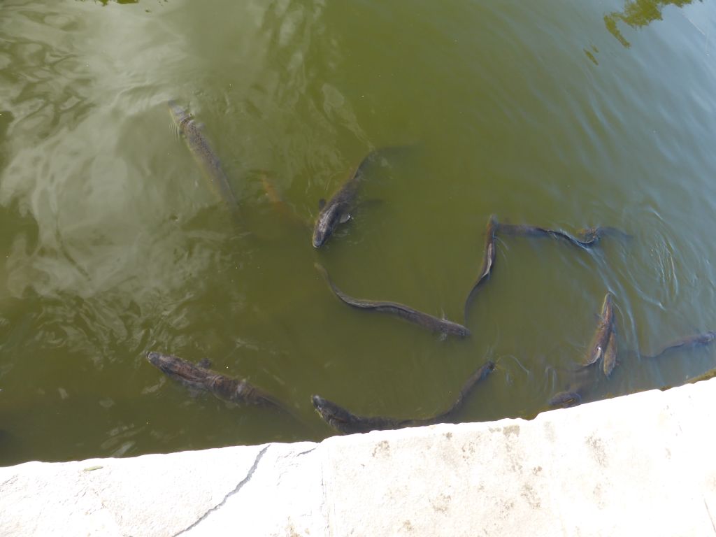 Freshwater Eels in the Main Pond at the Royal Botanic Gardens