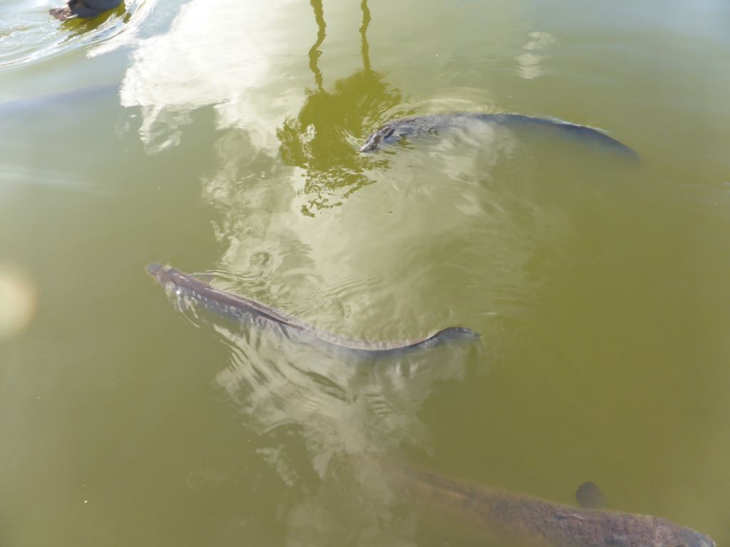 Freshwater Eels in the Main Pond at the Royal Botanic Gardens