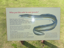 Information on the Freshwater Eels in the Main Pond at the Royal Botanic Gardens