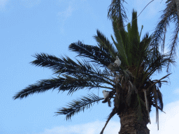 Palm tree with Sulphur Crested Cockatoos at the Royal Botanic Gardens