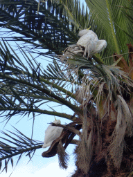 Sulphur Crested Cockatoos in a palm tree at the Royal Botanic Gardens