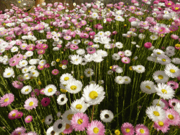 White and pink flowers at the Royal Botanic Gardens