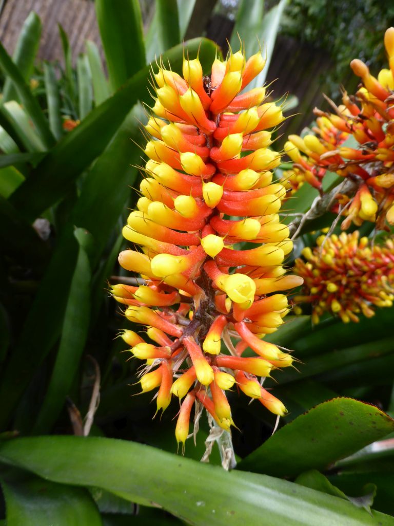 Red-yellow flowers at the Royal Botanic Gardens