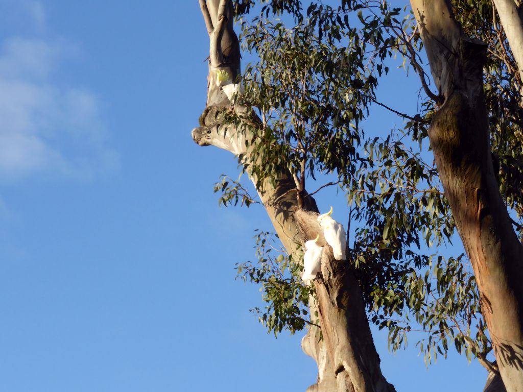 Sulphur Crested Cockatoos in a tree at the Royal Botanic Gardens