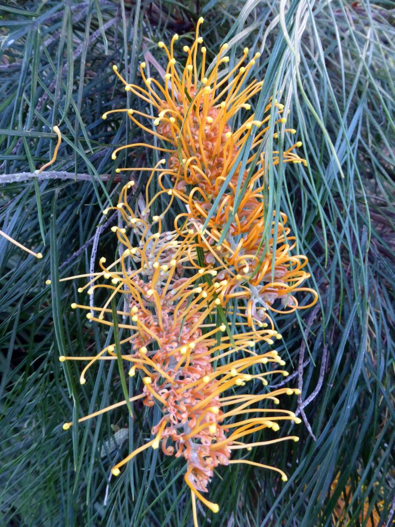 Red-yellow flowers at the Royal Botanic Gardens