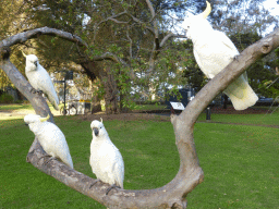 Sulphur Crested Cockatoos in a tree at the Royal Botanic Gardens