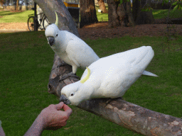 Man feeding Sulphur Crested Cockatoos in a tree at the Royal Botanic Gardens