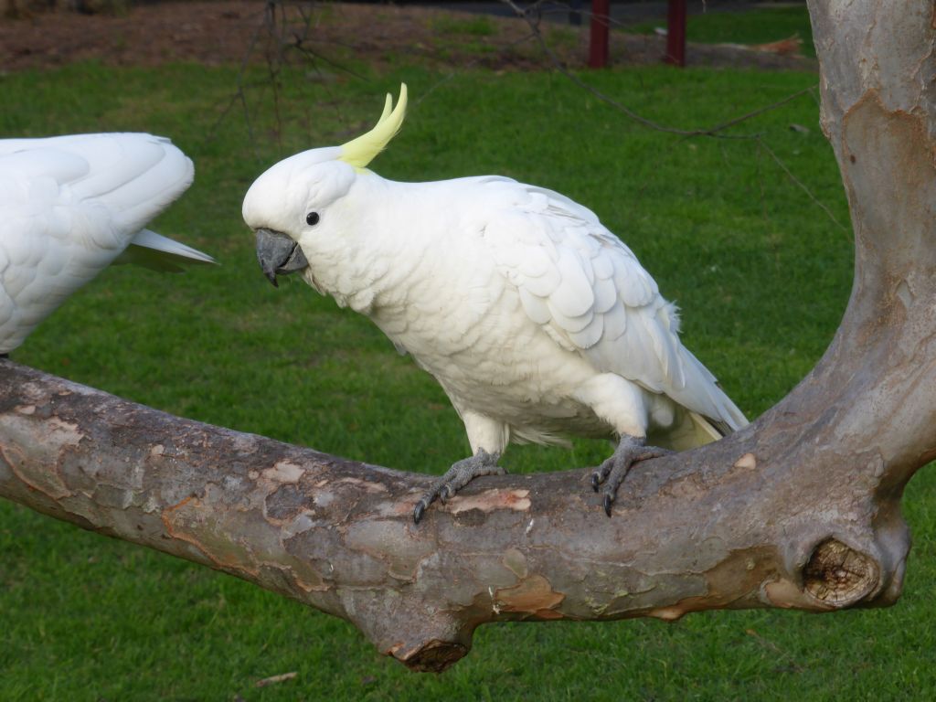 Sulphur Crested Cockatoos in a tree at the Royal Botanic Gardens