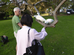 Miaomiao feeding Sulphur Crested Cockatoos in a tree at the Royal Botanic Gardens