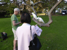 Miaomiao feeding Sulphur Crested Cockatoos in a tree at the Royal Botanic Gardens