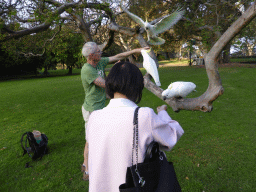 Miaomiao feeding Sulphur Crested Cockatoos in a tree at the Royal Botanic Gardens