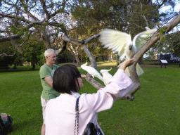 Miaomiao feeding Sulphur Crested Cockatoos in a tree at the Royal Botanic Gardens