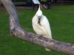 Sulphur Crested Cockatoo in a tree at the Royal Botanic Gardens