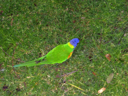 Rainbow Lorikeet at the grassland at the Royal Botanic Gardens