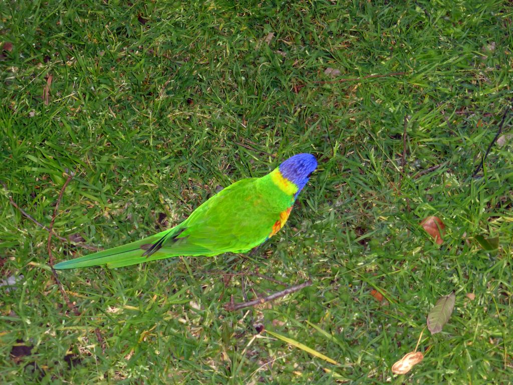 Rainbow Lorikeet at the grassland at the Royal Botanic Gardens