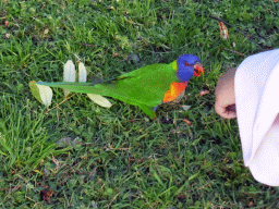 Miaomiao with a Rainbow Lorikeet at the grassland at the Royal Botanic Gardens