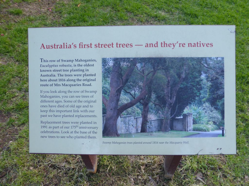 Information on Swamp Mahoganies at Mrs Macquarie`s Road at the Royal Botanic Gardens