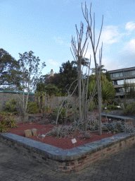 Plants at the Succulent Garden at the Royal Botanic Gardens