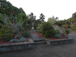 Plants at the Succulent Garden at the Royal Botanic Gardens