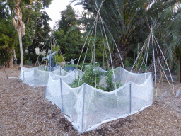 Plants covered by nets at the Royal Botanic Gardens