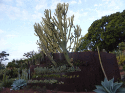 Plants at the Succulent Garden at the Royal Botanic Gardens