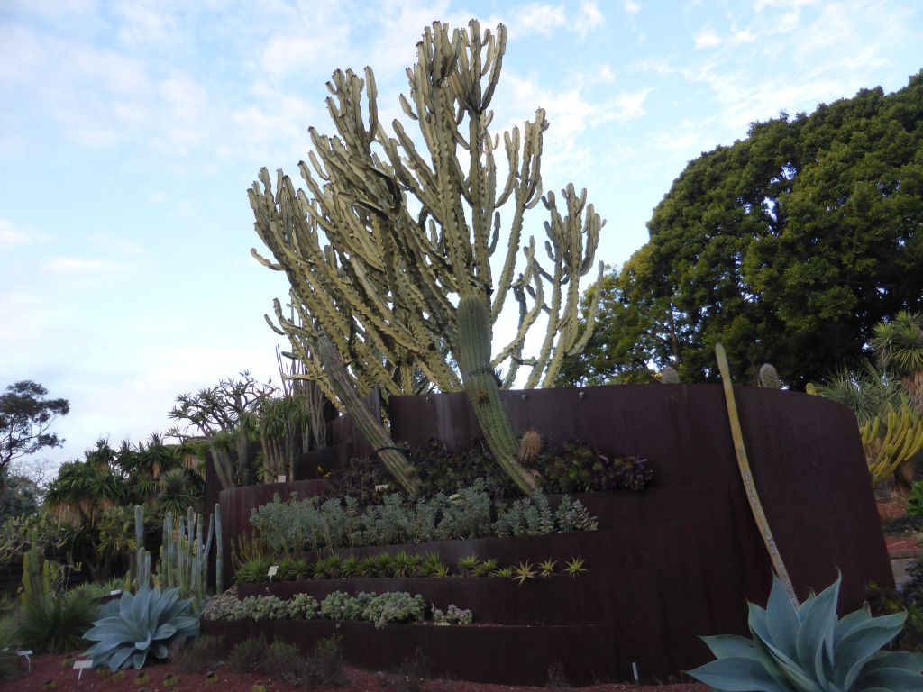 Plants at the Succulent Garden at the Royal Botanic Gardens