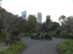 Plants at the Royal Botanic Gardens and skyscrapers at the city center