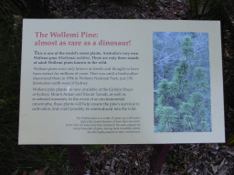 Information on the Wollemi Pine at the Royal Botanic Gardens