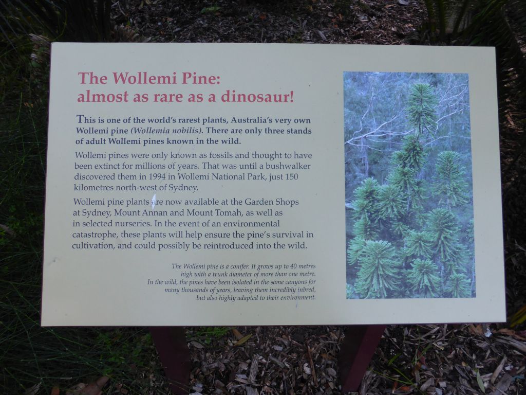 Information on the Wollemi Pine at the Royal Botanic Gardens