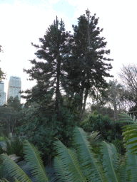 Wollemi Pines at the Royal Botanic Gardens