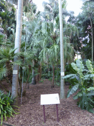 Palm trees at the Royal Botanic Gardens