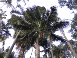 Palm trees at the Royal Botanic Gardens