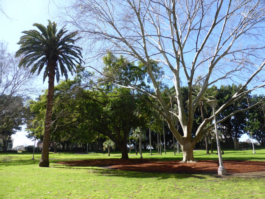 Trees at Hyde Park