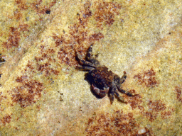 Crab at the North Bondi Rocks