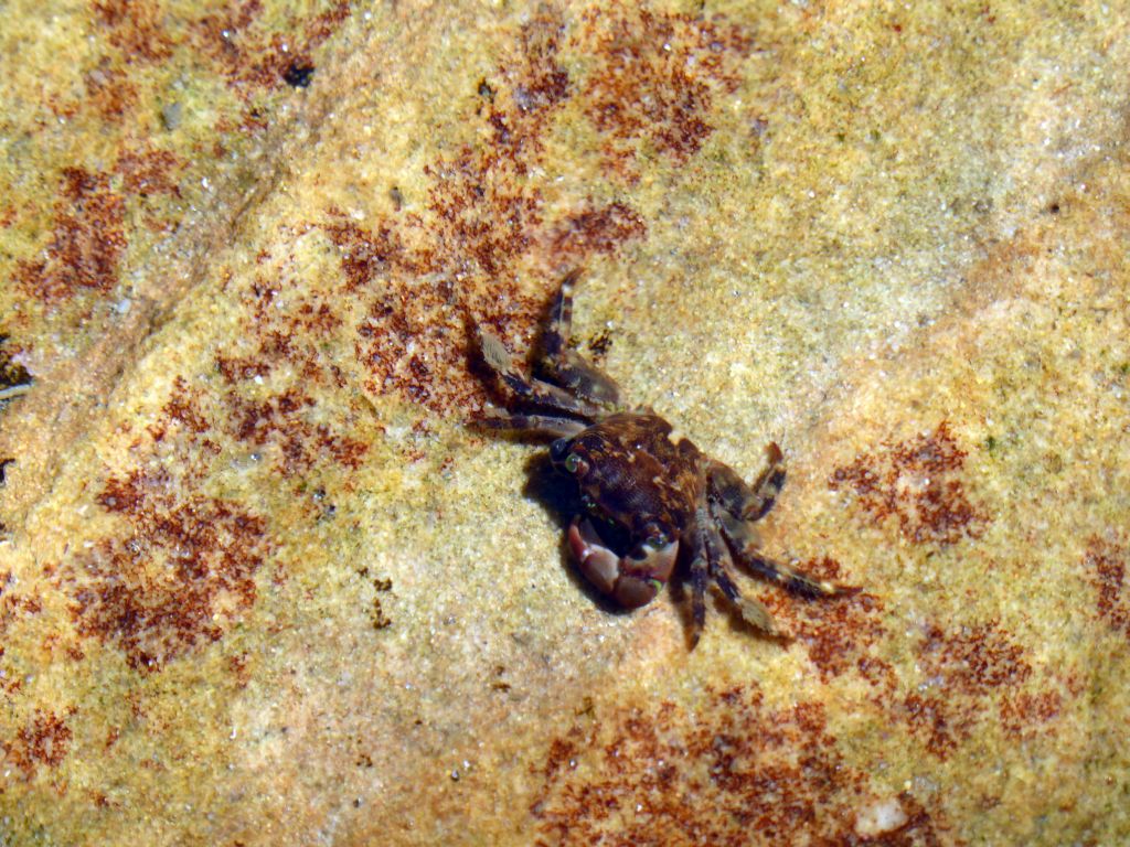 Crab at the North Bondi Rocks