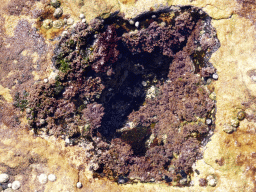 Coral and shells at the North Bondi Rocks