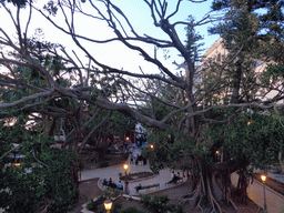 Tree at the north side of the viewpoint near the Fonte Aretusa fountain, at sunset