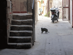 Cat in a side alley of the Via Dione street