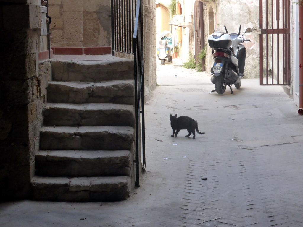 Cat in a side alley of the Via Dione street