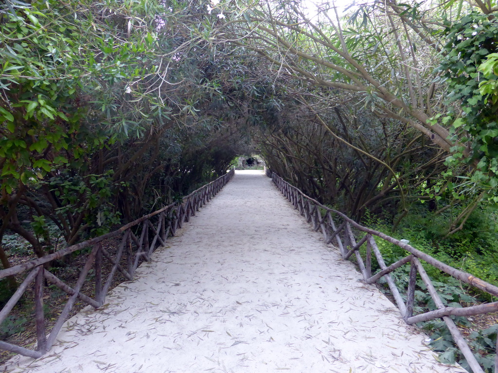 Path covered by trees at the Latomia del Paradiso quarry at the Parco Archeologico della Neapolis park