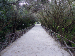 Path covered by trees at the Latomia del Paradiso quarry at the Parco Archeologico della Neapolis park