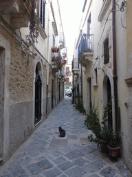 Cat in a side street of the Via Mario Minniti street