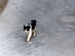 Cat at the Via San Martino street