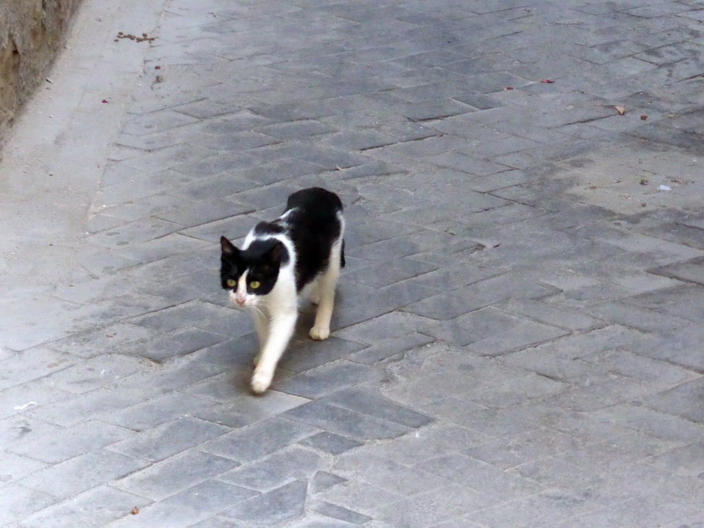 Cat at the Via San Martino street