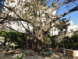 Tree at the south side of the Foro Vittorio Emanuele II street