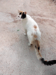 Cat at the entrance to the Greek Theatre at the Parco Archeologico della Neapolis park